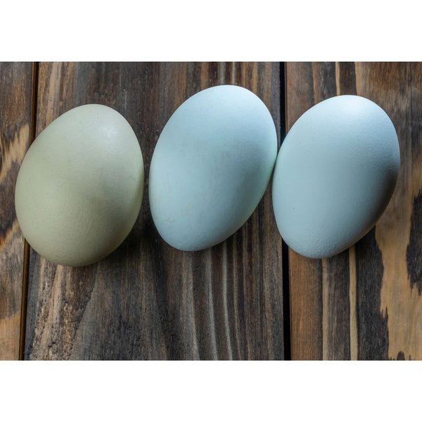Baby Chicks: Easter Egger - My Pet Chicken